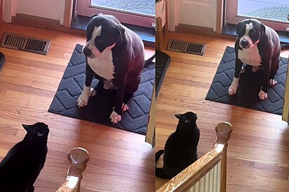 Gato faz bullying em cachorro mistura de pitbull com husky - eis que cena faz milhares de pessoas rirem online.