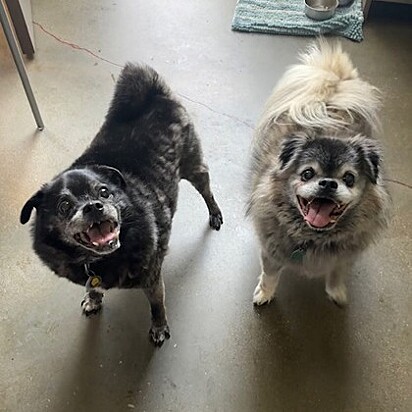 Após 12 anos com a mesma família, casal de pugs é rejeitado.