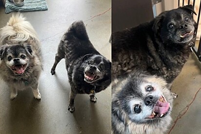 Após 12 anos de lealdade, pugs são abandonados pela família e história revolta a web.