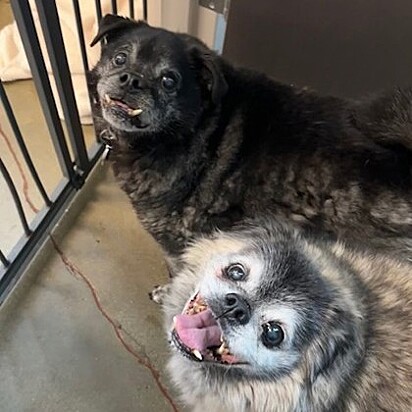 Após a repercussão da história, os pugs foram adotados.