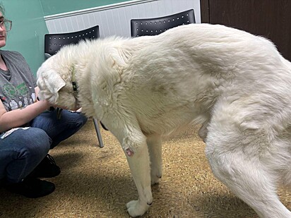 O cão tinha um comportamento muito triste no abrigo.