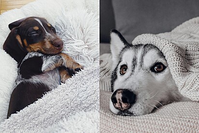 6 ideias de caminhas para seu cachorro conseguir se cobrir sozinho no inverno.
