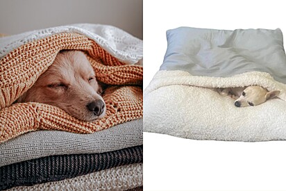 6 ideias de caminhas para seu cachorro conseguir se cobrir sozinho no inverno.