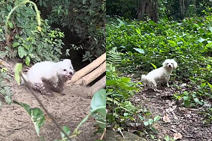 Poodle de apartamento enlouquece ao fazer trilha: “Cachorrinho sem celular é a melhor coisa do mundo”.