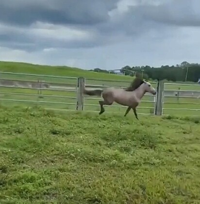 Thunder, um cavalo da raça Paso Fino de apenas dois anos, correndo livremente pela primeira vez.
