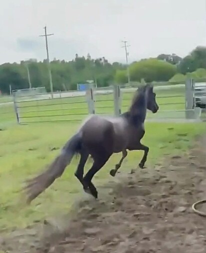 Os cavalos dessa raça são atléticos, dóceis e extremamente sociáveis.