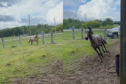 Cavalo que foi mantido preso em local apertado a vida toda dá pulos de alegria após ser libertado.