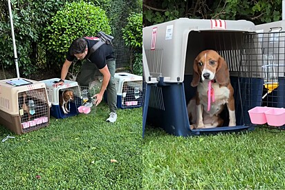 Cachorros da raça beagle salvos de laboratório de testes tocam a grama pela primeira vez e vídeo emociona internet.