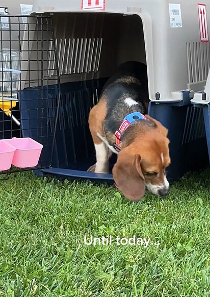 No início, os beagles ficaram receosos com a grama… mas logo descobriram a alegria da liberdade.