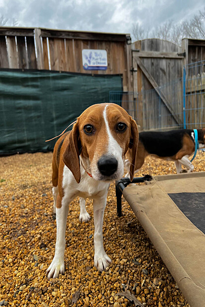Seguros, os beagles receberam cuidados médicos antes de seguirem para um lar cheio de amor.