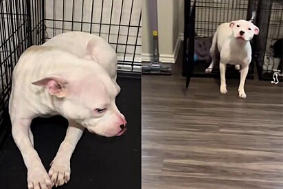 Cachorrinha traumatizada que tinha medo até de sair de sua gaiola começa a se adaptar à nova família.
