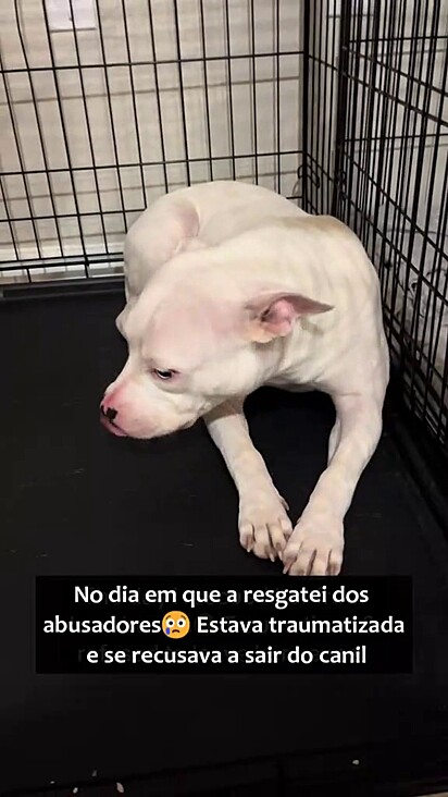 A cachorrinha com medo dentro do canil.