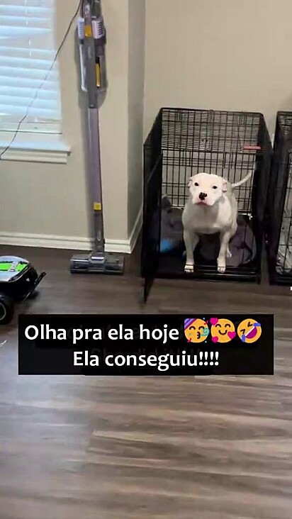 A cachorrinha chegou ao lar temporário traumatizada.