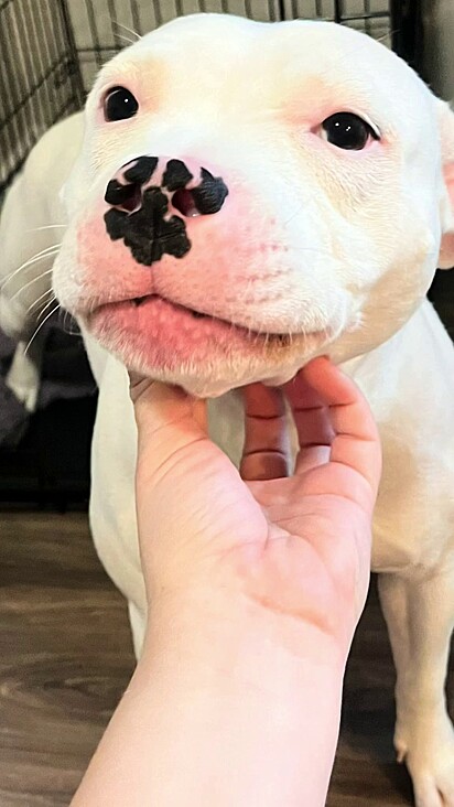 Com amor e paciência Snow aprendeu a confiar.