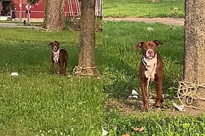 O cão foi abandonado no local.
