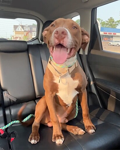 Assim que entrou no carro se revelou um cão alegre.