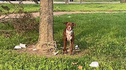 O cão não entendeu o porquê foi deixado amarrado na árvore.