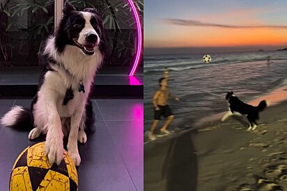 Cachorro estrela: Cão border collie joga futevôlei fica famoso e vai até parar na TV.