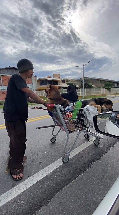 Uma motorista se deparou com uma cena tocante: um andarilho empurrando um carrinho de supermercado com três cães.