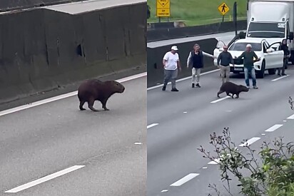 A presença da capivara despertou um sentido de cuidado nos condutores.