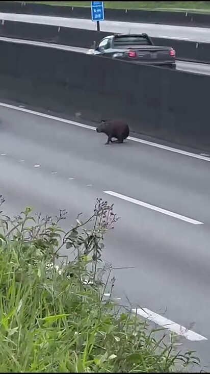 O animal fugiu desorientado e acabou na rodovia movimentada.