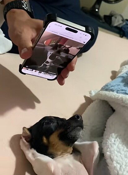 Será que cachorro sente vergonha mesmo?