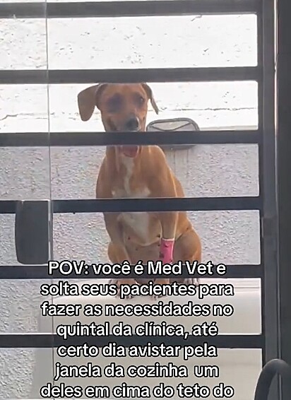 O vira-lata caramelo causou ma clínica.