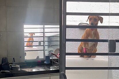 Veterinária solta vira-lata caramelo em tratamento no quintal e se surpreende com o que vê minutos depois.