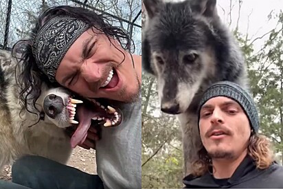 Mesmo sobre fortes rosnados, cuidador de animais faz amizade com lobo gigante em vídeo impressionante.