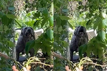 Protetora vê pitbull latindo em quintal de casa abandonada e percebe que ela protegia algo valioso.