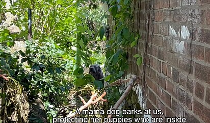 A protetora viu a pitbull dentro do quinatl de uma casa abandonada.