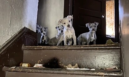 A pitbull protegia seus sete filhotes.