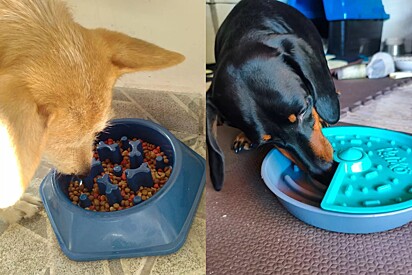 Comedouros lentos: 6 opções criativas para cães esfomeados e ansiosos.