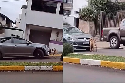Vira-lata caramelo pensa ser um azulzinho e faz motorista perder a paciência.