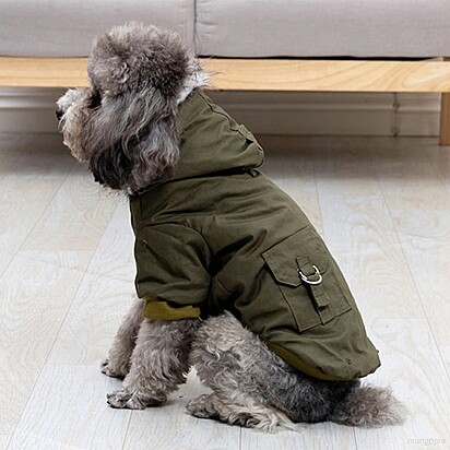 Casaco para cães.