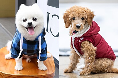 6 ideias de roupinhas quentinhas de inverno para cachorro