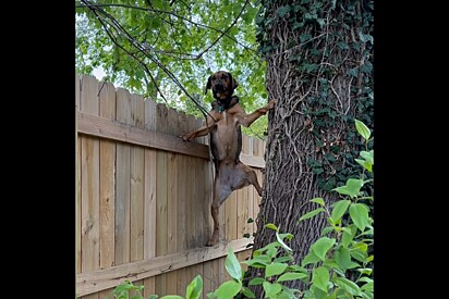 No flagra, mulher vê sua cachorrinha escalando quase 2m de muro - logo depois ela entende o motivo.
