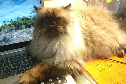 O notebook é quentinho.