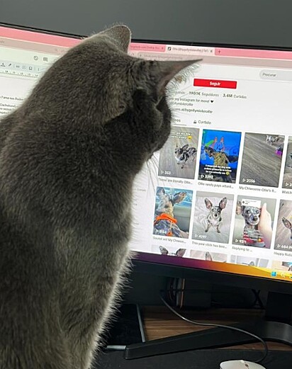 A gata Leila adora assistir vídeos na tela do computador.