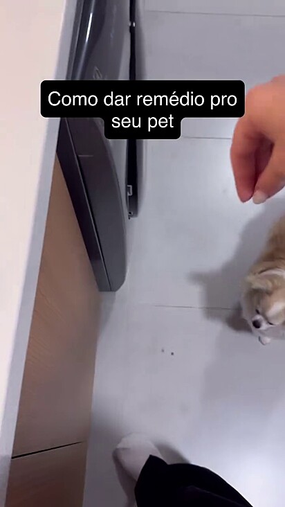Apesar do comprimido ser palatável alguns cães sentem dificuldade em ingerir.