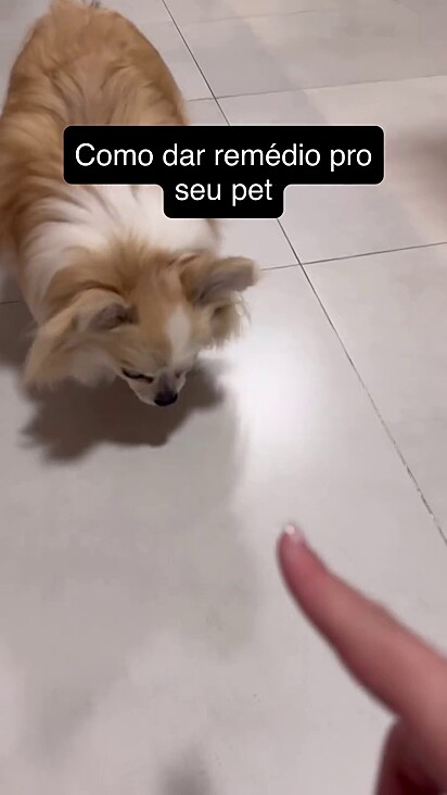 Yoda gosta de fazer o contrário do que sua tutora diz.