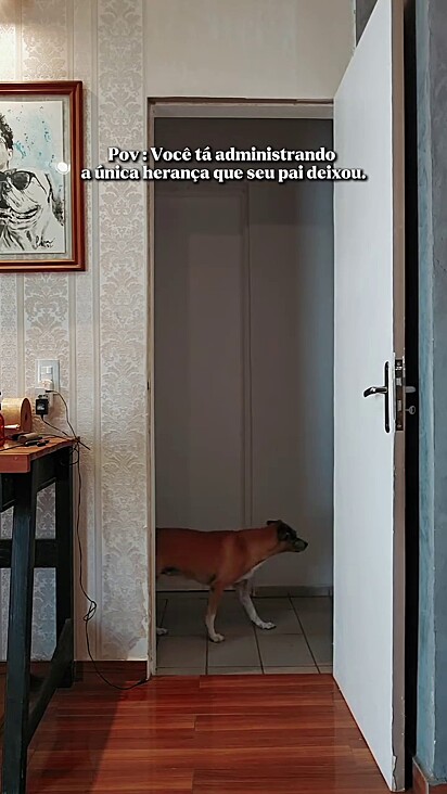 O cão virou o grude do jovem.