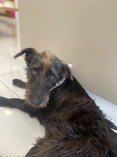 O cachorro vivia na rua e foi atropelado.