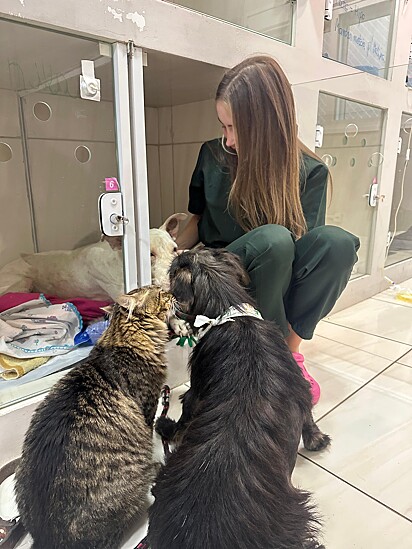 Diesel se dá muito bem com outros cães e gatos.