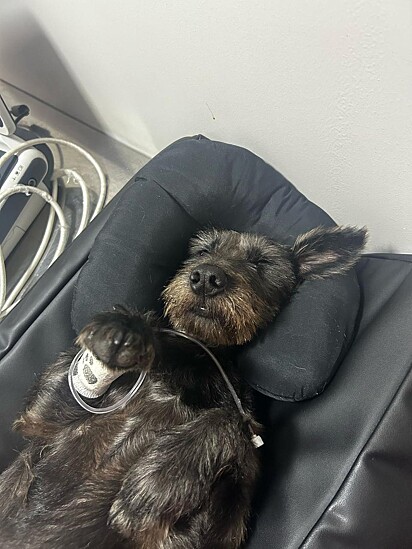 O cão está sob os cuidados da equipe da clínica.