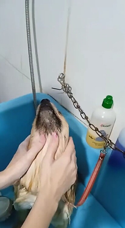Enquanto recebe massagem durante o banho, o cachorrinho fica em total êxtase com os cuidados.