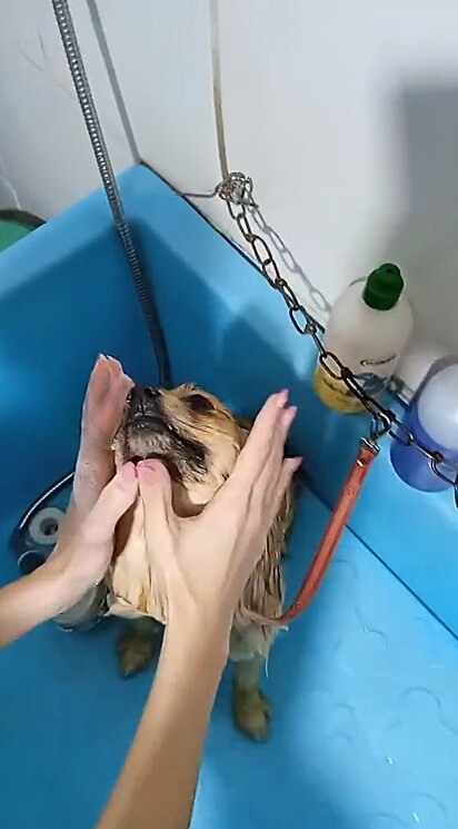 Um Lulu da Pomerânia ficou completamente relaxado enquanto recebe banho em um pet shop.