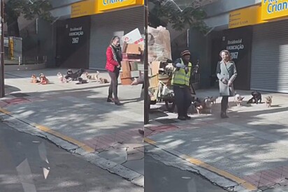 Cachorros de coletor de reciclagem chamam a atenção ao pegar sol todos juntos de roupinha.