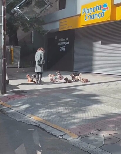 Os cães pertencem ao seu Cláudio, um coletor de recicláveis.