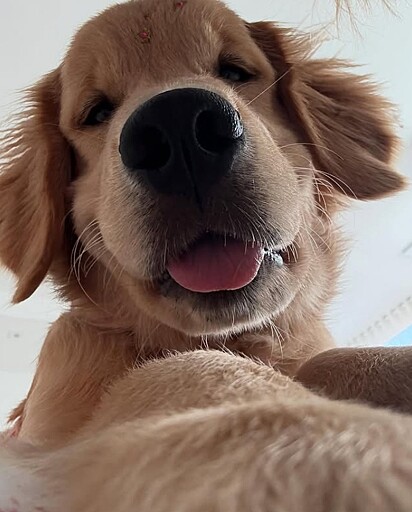 Margot é uma golden retriever cheia de personalidade.